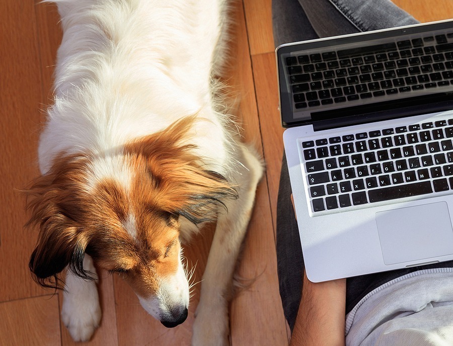 Tails and Tales of Remote Work